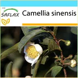 Saflax - Geschenk Set - Echter Teestrauch - 6 Samen - Mit Geschenkbox, Karte, Etikett und Topfsubstrat - Camellia sinensis