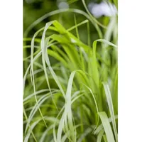 Pflanzen Für Dich Calamagrostis brachytricha, Diamantgras, 3-5 Liter Container