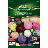Quedlinburger Sommerastern, Lady Coral Mischung
