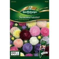 Quedlinburger Sommerastern, Lady Coral Mischung