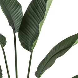 CREATIV green künstliche Pflanze Ravenala Palme, ca 150cm