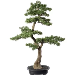 CREATIV green künstliche Pflanze Bonsai Zeder ca 100x60cm, in Kunststoffschale 33x22x8cm, schwarz