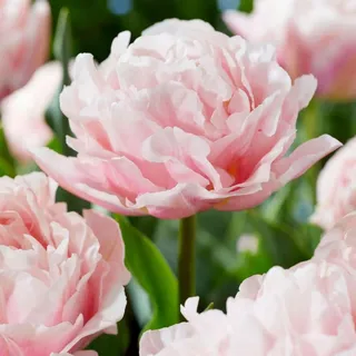 Plant in a Box - Tulpenzwiebeln - 15 Stk - Tulipa 'Dreamer' - Blumenzwiebeln - Rosa