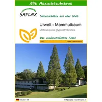SAFLAX - Urwelt - Mammutbaum - 60 Samen -