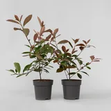 Plant in a Box - Photinia fraseri 'Red Robin' Höhe 30-40cm