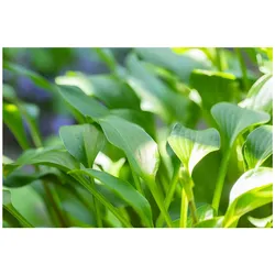 Hosta clausa var. normalis, Funkie, ca. 9x9 cm Topf