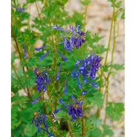 Pflanzen Für Dich Corydalis elata Spinners Lerchensporn, ca. 9x9