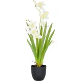 CREATIV green künstliche Orchidee Cymbidium 55cm weiß im Kunststofftopf 11,5x10,5cm I künstliche Orchidee mit weißen Blüten wie echt im Topf I Pflegeleichte & täuschend echte Kunstblumen