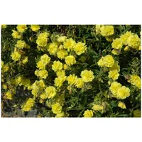 Pflanzen Für Dich Helianthemum x cult. 'Gelbe Perle' ca.