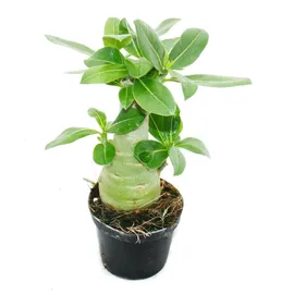 EXOTENHERZ Kleine Wüstenrose, Adenium, Überraschungsfarbe, 9-cm-Topf - Grün