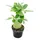EXOTENHERZ Kleine Wüstenrose, Adenium, Überraschungsfarbe, 9-cm-Topf - Grün