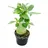 EXOTENHERZ Kleine Wüstenrose, Adenium, Überraschungsfarbe, 9-cm-Topf - Grün