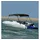 vidaXL 3-Bow Bimini-Top 183 x 196 x 137 cm Schwarz