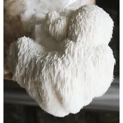 Pom Pom Pilzzuchtkultur XXL, BIO