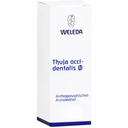 Thuja occidentalis