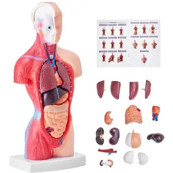 VEVOR Menschliches Körpermodell, 15 Teile 28 cm,Menschlicher Torso Anatomie Modell Anatomisches Skelett Modell mit abnehmbaren Organen, Pädagogisches Lehrmittel für Studenten, Unterrichtshilfen