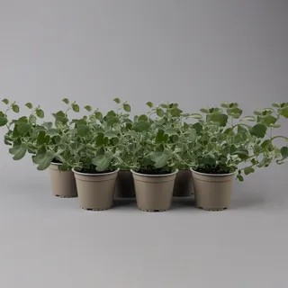 Helichrysum, silberlaubig, Topf- Ø 12/13 cm, 6 Pflanzen