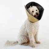 All Four Paws Comfy Cone