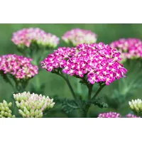 Pflanzen Für Dich Achillea millefolium 'Cerise Queen' Schafgarbe, ca.
