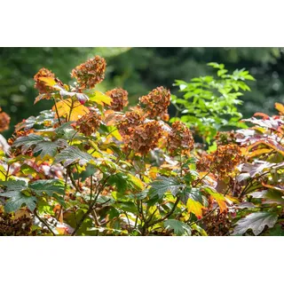 Pflanzen für Dich Gehölze Hydrangea quercifolia Ruby Slippers, 1 St., Eichenblatthortensie rosa