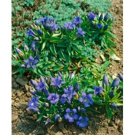 PlantaPro Gentiana septemfida var. lagodechiana 9x9 cm Topf – Winterhart, Mehrjährig, Pflegeleicht – Kaukasus-Enzian – Staude für Steingarten & Beet
