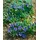 PlantaPro Gentiana septemfida var. lagodechiana 9x9 cm Topf – Winterhart, Mehrjährig, Pflegeleicht – Kaukasus-Enzian – Staude für Steingarten & Beet