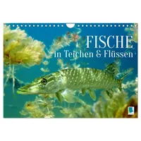 Calvendo Fische in Teichen und Flüssen (Wandkalender 2026 DIN