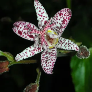 Blumixx Stauden Tricyrtis hirta - Krötenlilie weiß