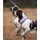 Non-Stop Dogwear Line Harness 5.0 Hundegeschirr purple/pink 5