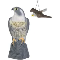 Taubenschreck Falke