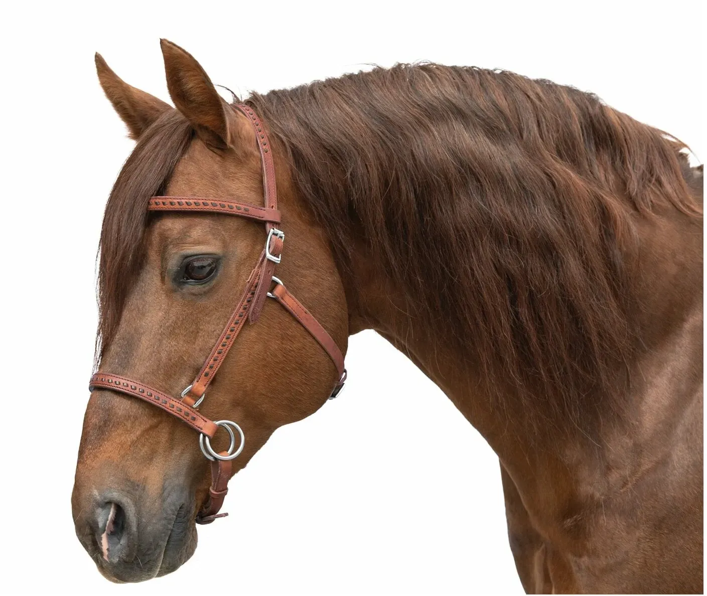 Passion 4Q Sidepull brown Full