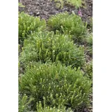 Pflanzen Für Dich Pinus Mugo Mughus Bergkiefer Kompakt Ca. 13 cm Topf