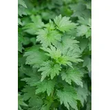 PlantaPro Leonurus cardiaca Staude 9 x 9 cm pink