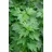 PlantaPro Leonurus cardiaca 9x9 cm Topf – Winterhart, Mehrjährig & Pflegeleicht – Herzgespann – Kräuterpflanze für Kräutergarten & Beet