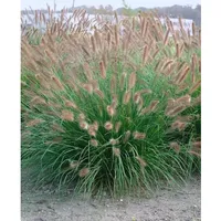 Pflanzen Für Dich Pennisetum alopecuroides 'Herbstzauber', Lampenputzergras, ca. 9x9