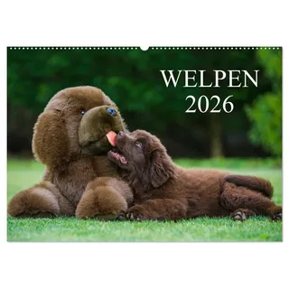 Calvendo Welpen 2026 (Wandkalender 2026 DIN A2 quer), CALVENDO Monatskalender: 13 bezaubernde Welpenfotos begleiten uns durch das Jahr 2014 (CALVENDO Tiere)