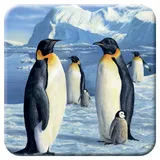 3D LiveLife Kork Matte - Antarktik Majestät von Deluxebase. Linsenförmige-3D-Kork Pinguin Untersetzer. rutschfeste Getränkematte mit Originalkunstwerk lizenziert vom bekannt Künstler Robert Hautman