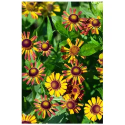 Helenium x cult.'Loysder Wieck', Sonnenbraut, orange-rot, ca. 9x9 cm Topf