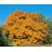 Pflanzen Für Dich Sorbus domestica Speierling 100–125 cm Seltene Wildobstart