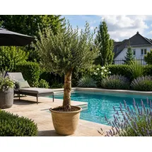 Blumen-Senf XXL Olivenbaum 25–30 Jahre alt Olea Europaea Hochstamm, 160–200 cm, Stammumfang 20 cm Mediterraner Olivenbaum