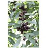 Pflanzen Für Dich Prunus cerasus 'Schattenmorelle', Sauerkirsche, 40 cm Stammhöhe