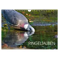 Calvendo Ringeltauben (Wandkalender 2026 DIN A4 quer), CALVENDO Monatskalender