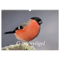 Calvendo Vögel aus dem Garten (Wandkalender 2026 DIN A3