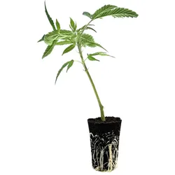 THC-Stecklinge - OG Kush