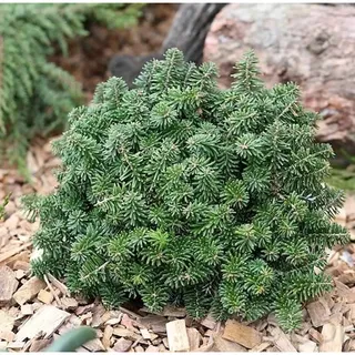 die nr-01.de Zwerg Koreatanne Brillant 15-20cm - Abies koreana