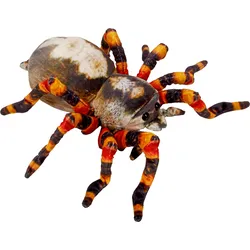 Die Spiegelburg - Spinne - Nature Zoom Wild
