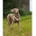 LIONTO Hundegeschirr Beige L