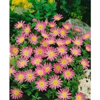 Pflanzen Für Dich Anemone blanda 'Pink Star' ca. 9x9