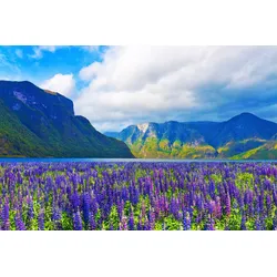Fototapete PAPERMOON "FJORD-NORWEGEN GEBIRGE BLUMEN SONNE WALD FLUSS BÄUME", bunt, B:2,50m L:1,86m, Vlies, Tapeten