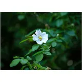 Pflanzen Für Dich Rosa multiflora, Vielblütige Rose, 60–100 cm